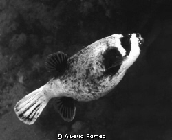 Arothron diatematosus
Apnea skin diving in Sharm el Shei... by Alberto Romeo 